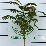 Albízia ružová (Albizia Julibrissin) ´OMBRELLA BOUBRI´® - výška 120-140 cm, kont.C5L